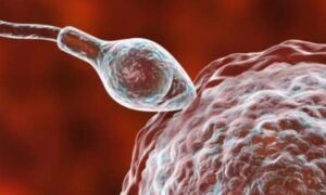 Read more about the article కణం కణం కలిస్తే సృష్టిక్రమం-2